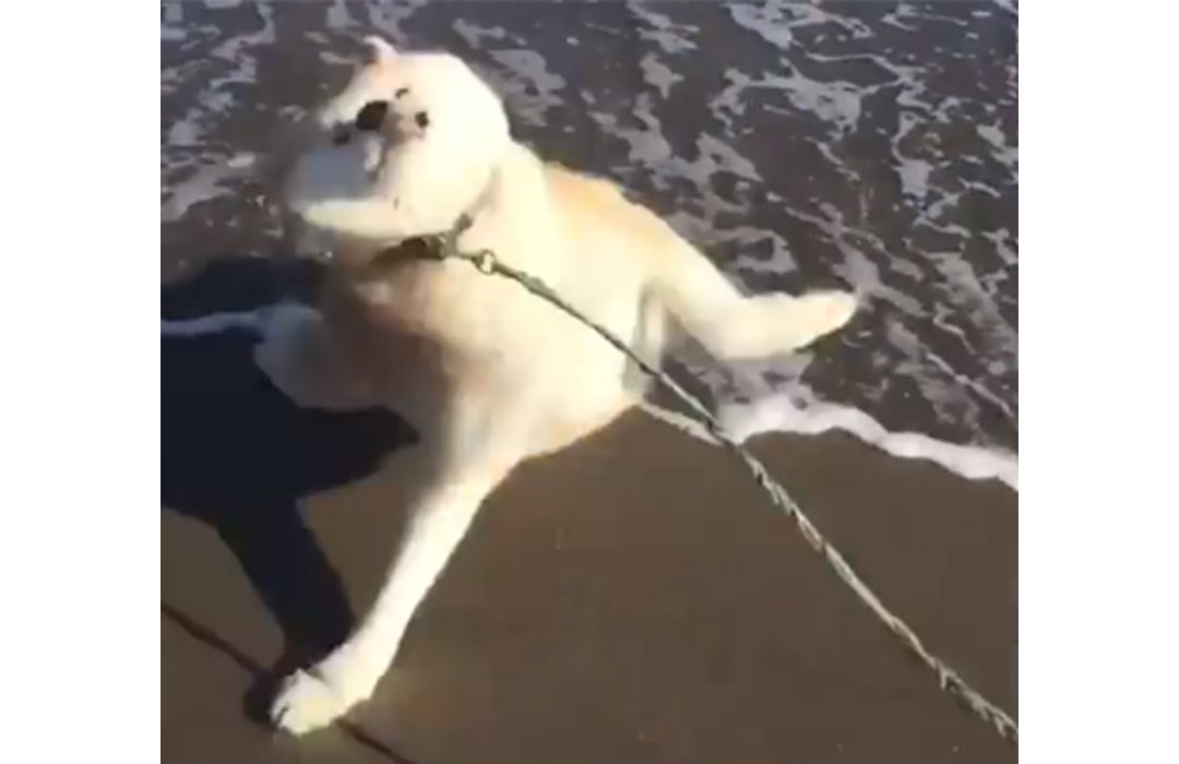 秋田犬去海灘