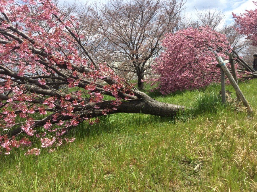 奇蹟！櫻花樹連根拔起開滿花