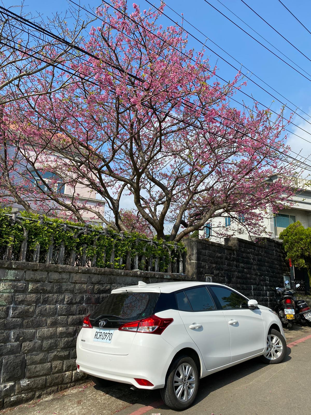 Taiwan Taipei Sakura
