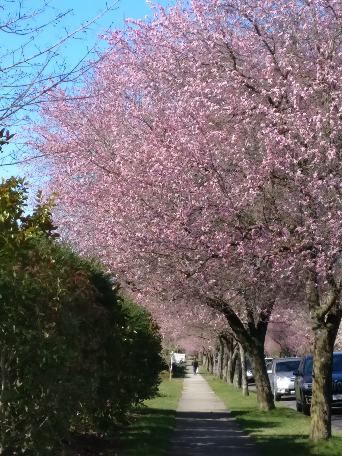 加拿大櫻花樹下漫遊