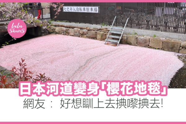 日本河道變身櫻花地毯